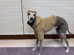 画像2: パーカーセット　【からし色✖ブラック気球柄】 (2)