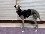 画像4: パーカーセット　【からし色✖ブラック気球柄】 (4)